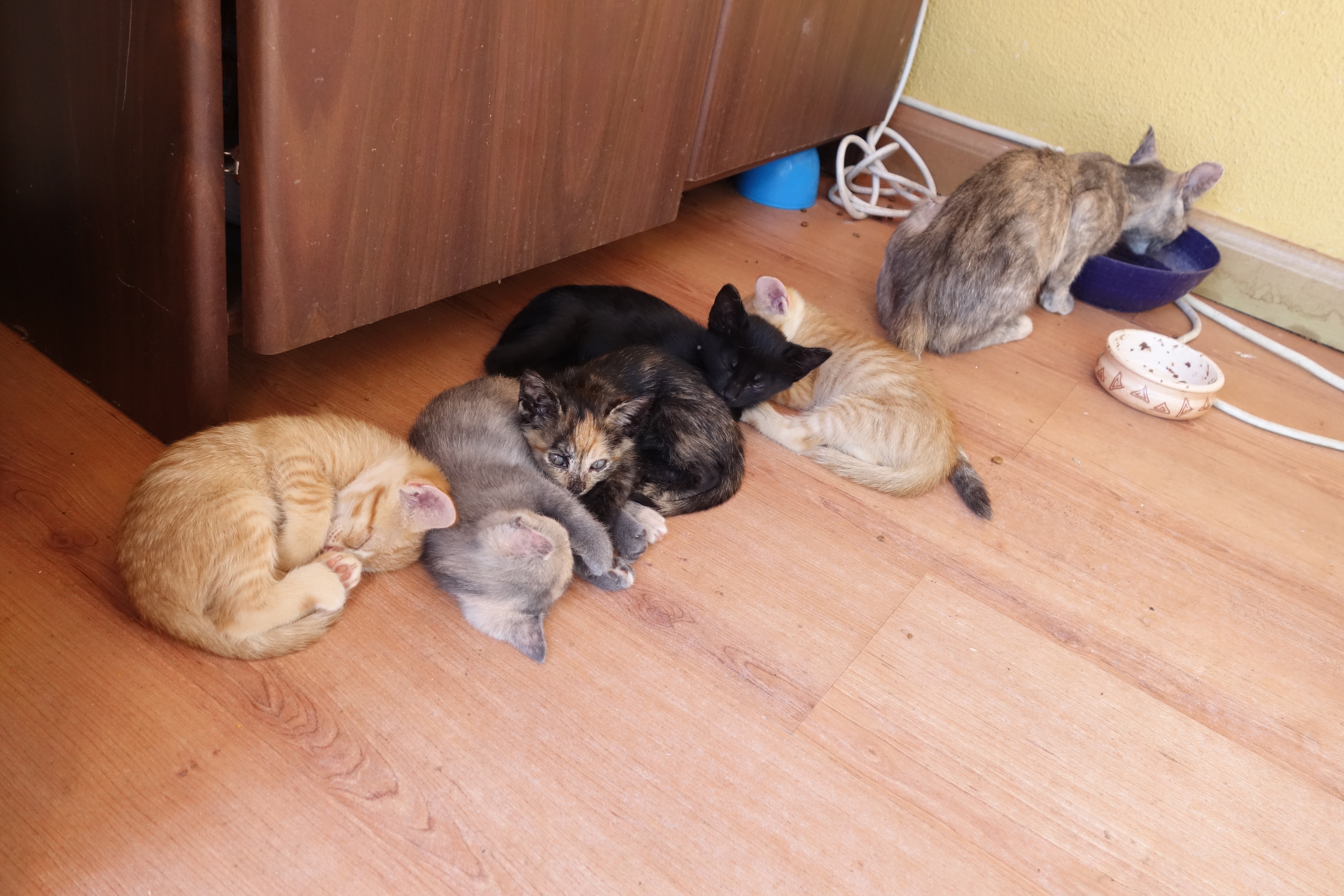 Eine Katzenfamilie auf dem Tower in Fuentemilanos